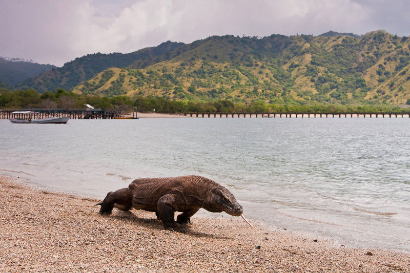 Komodo National Park, Indonesia Travel Guide