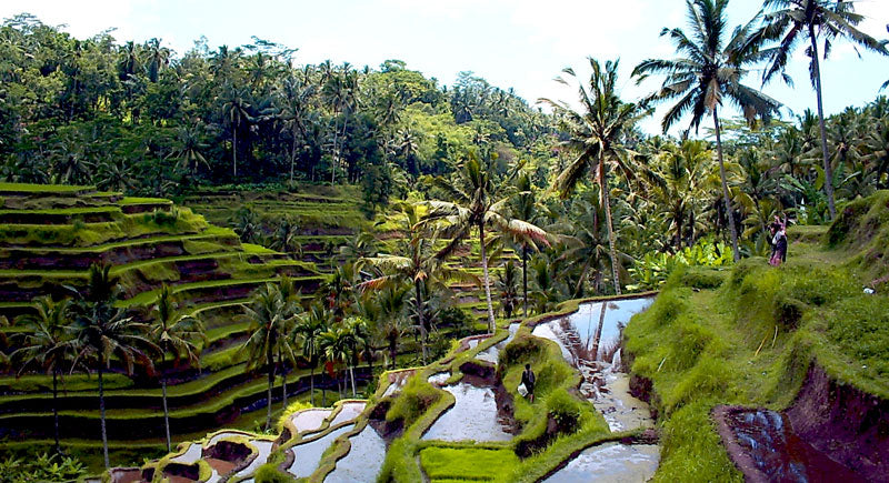 Ubud, Indonesia Travel Guide